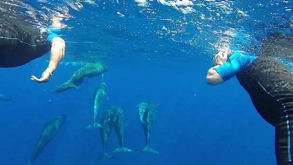 Nager avec les dauphins au fil de virées en mer inoubliables en Côte d’Azur !