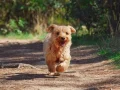 Bien nourrir et éduquer son chien : les bases d’un compagnon équilibré