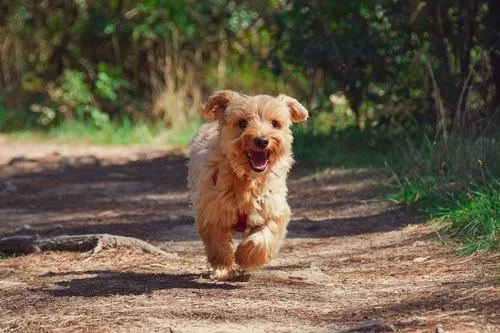 Bien nourrir et éduquer son chien : les bases d’un compagnon équilibré