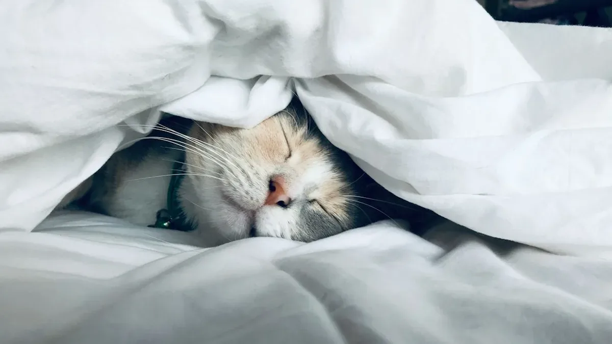 lutter contre les troubles du sommeil — Lutter contre les troubles du sommeil : habitudes et sieste